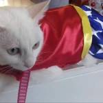 Gatinhos_cat Profile Picture