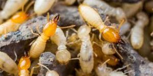 Pest Control Eltham, Termite Treatment & Inspection