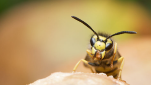 Wasp Removal & Control Service Clayton