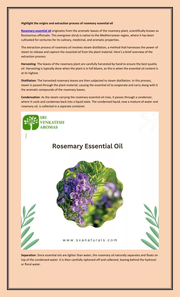 PPT - rosemary essential oil PowerPoint Presentation, free download - ID:13165284