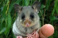 Possum Removal Broadmeadows, Possum Pest Control Broadmeadows