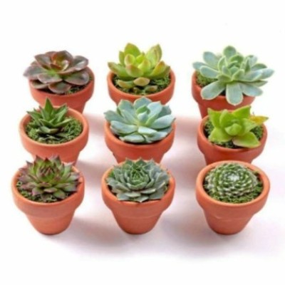 Buy Succulent Plant Online Profile Picture