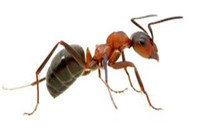 Ant Pest Control Hampton Park, Ant Removal Hampton Park