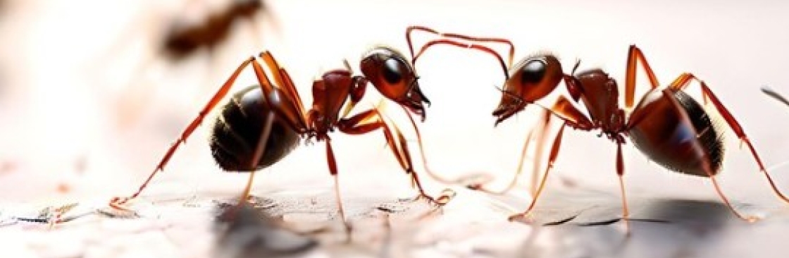 Ant Pest Control Melbourne Cover Image