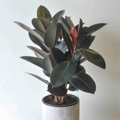 Shop Indoor Plants Melbourne | The Flower Shed