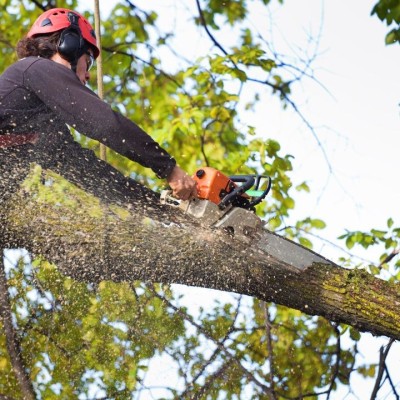 Best Tree Service in Mississipp Profile Picture