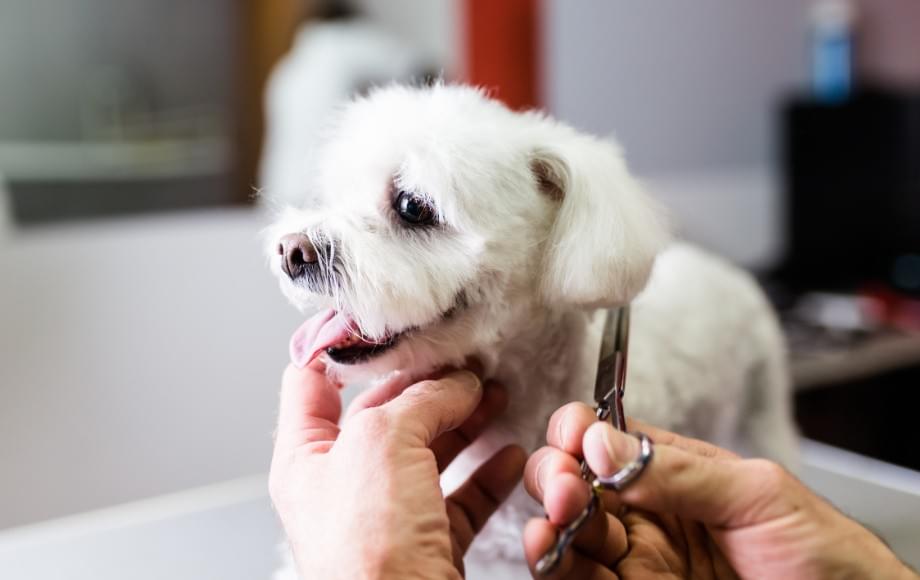 Top Tips for Preventing Infections in Pet Lacerations -...