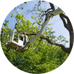 Tree Pruning South Perth, Safety Bay, Tree Pruning Fremantle