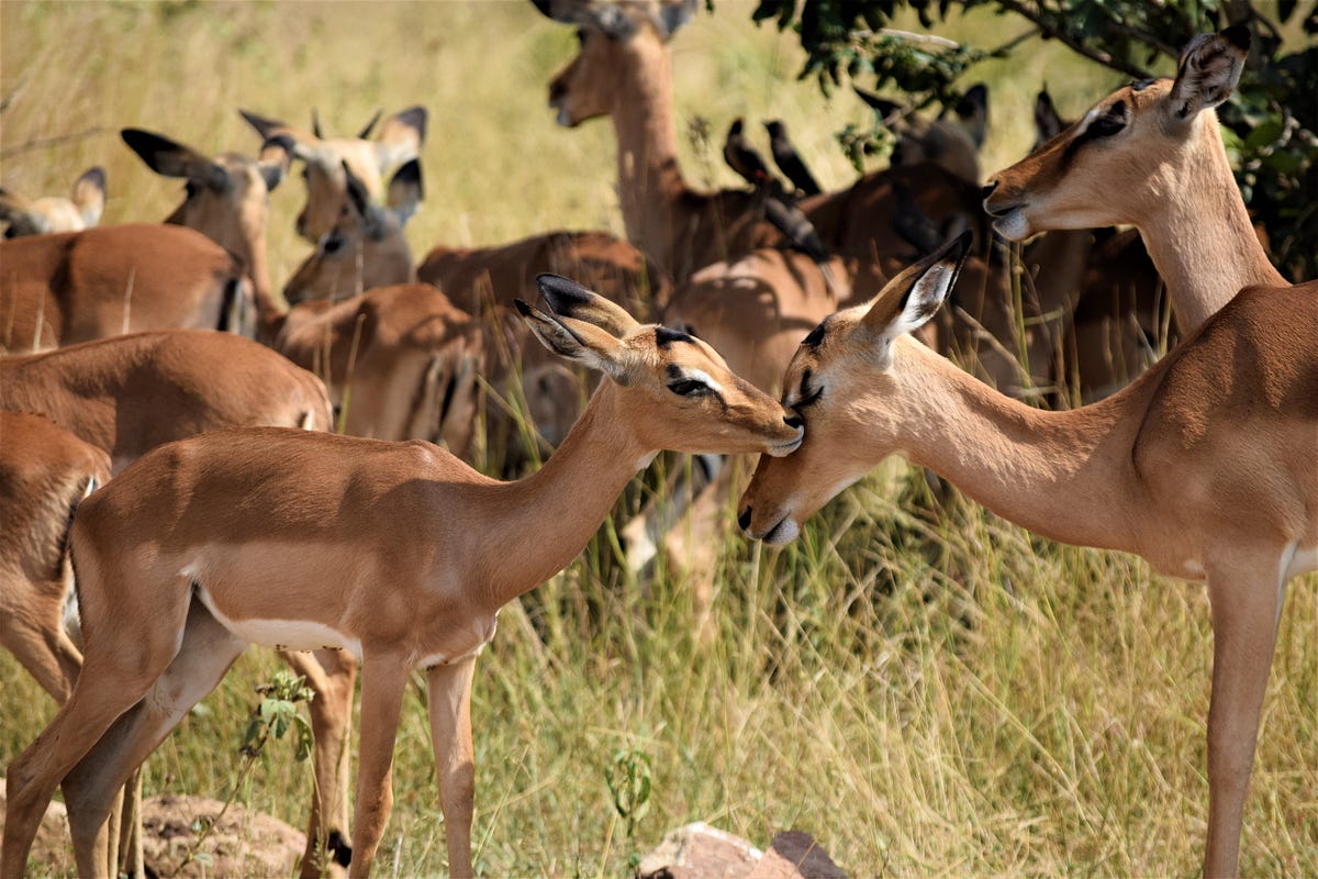 Explore the Best Rajasthan Wildlife Tour Packages with Bhati Tours