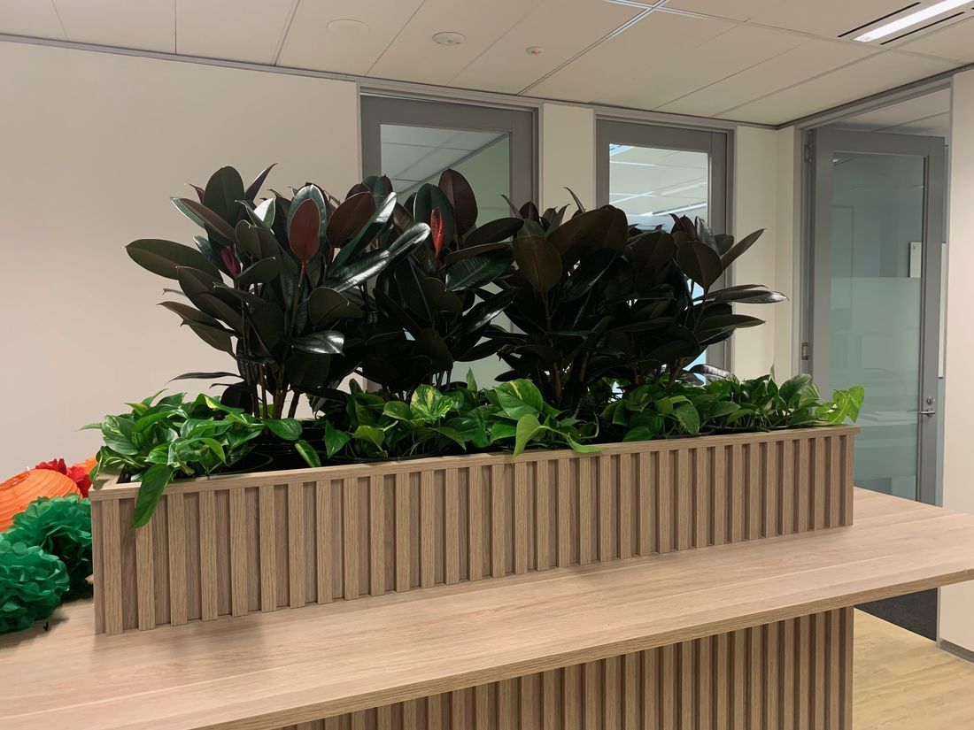 Transform Your Space with Luwasa Indoor Plant Rental Services | Luwasa Indoor Plant Hire