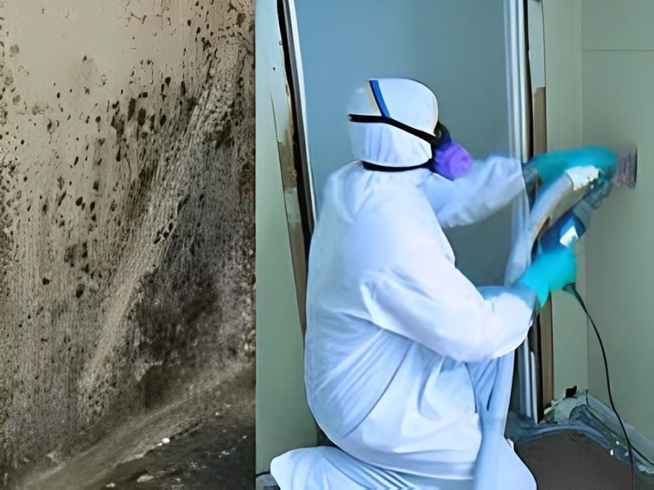 Common Mould Issues in Melbourne and How Cleaning Services Can Help - Garden Home