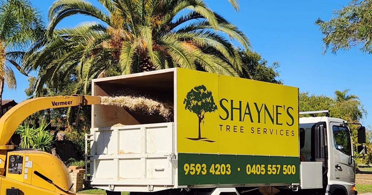 Comprehensive Tree Care Solutions: Tree Removal, Stump Removal, and Palm Removal Services in Rockingham by Shaynes Tree Services