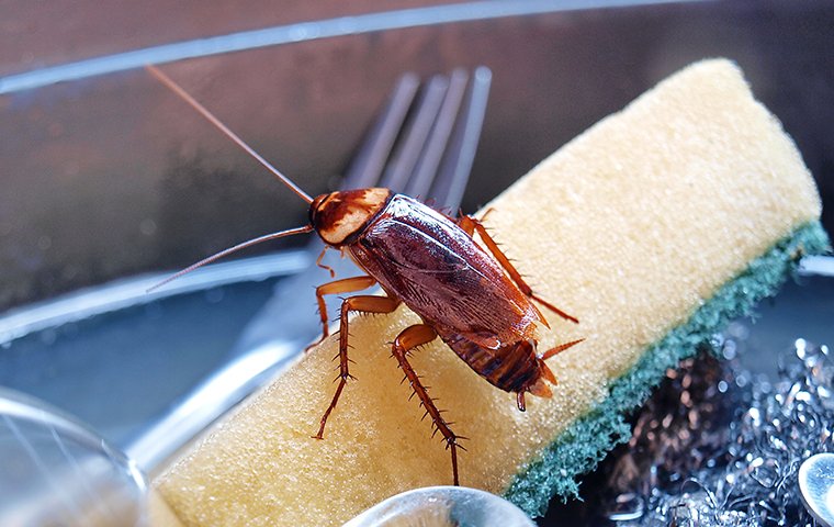 Cockroach Control Services in Bangalore | Safe & Trusted