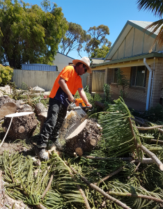 Tree Removal Waikiki, Perth, Mandurah, Kwinana, Fremantle, Safety Bay