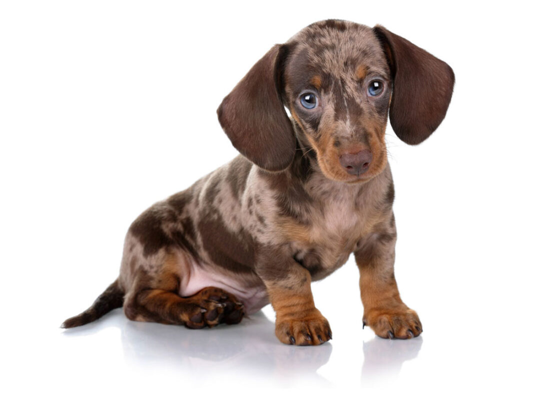 Stardachshunds - Miniature Dachshund Puppies for Sale near Me