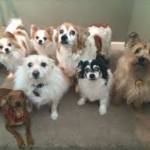 Dog Care Near Me Hawthorne profile picture