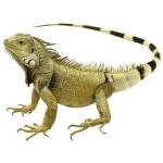 Study iguana profile picture