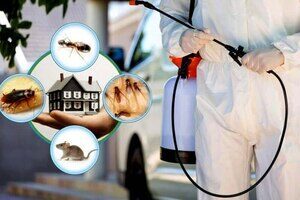 Cockroach Pest Control Kolkata | Safe & Guaranteed Results