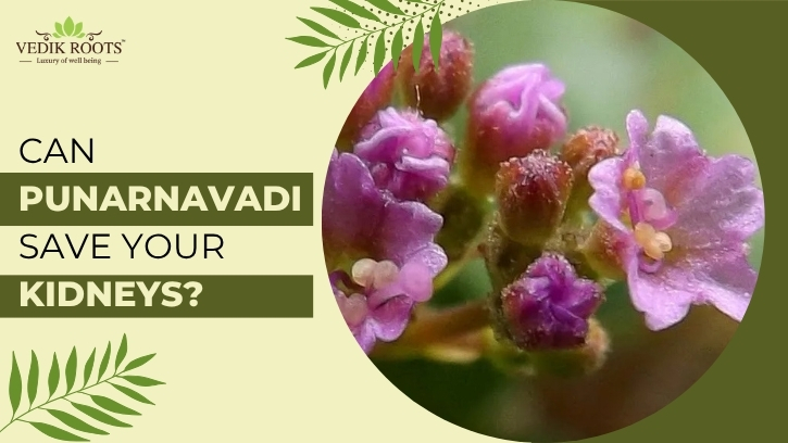 Can Punarnavadi Save Your Kidneys? – Vedikrtoots