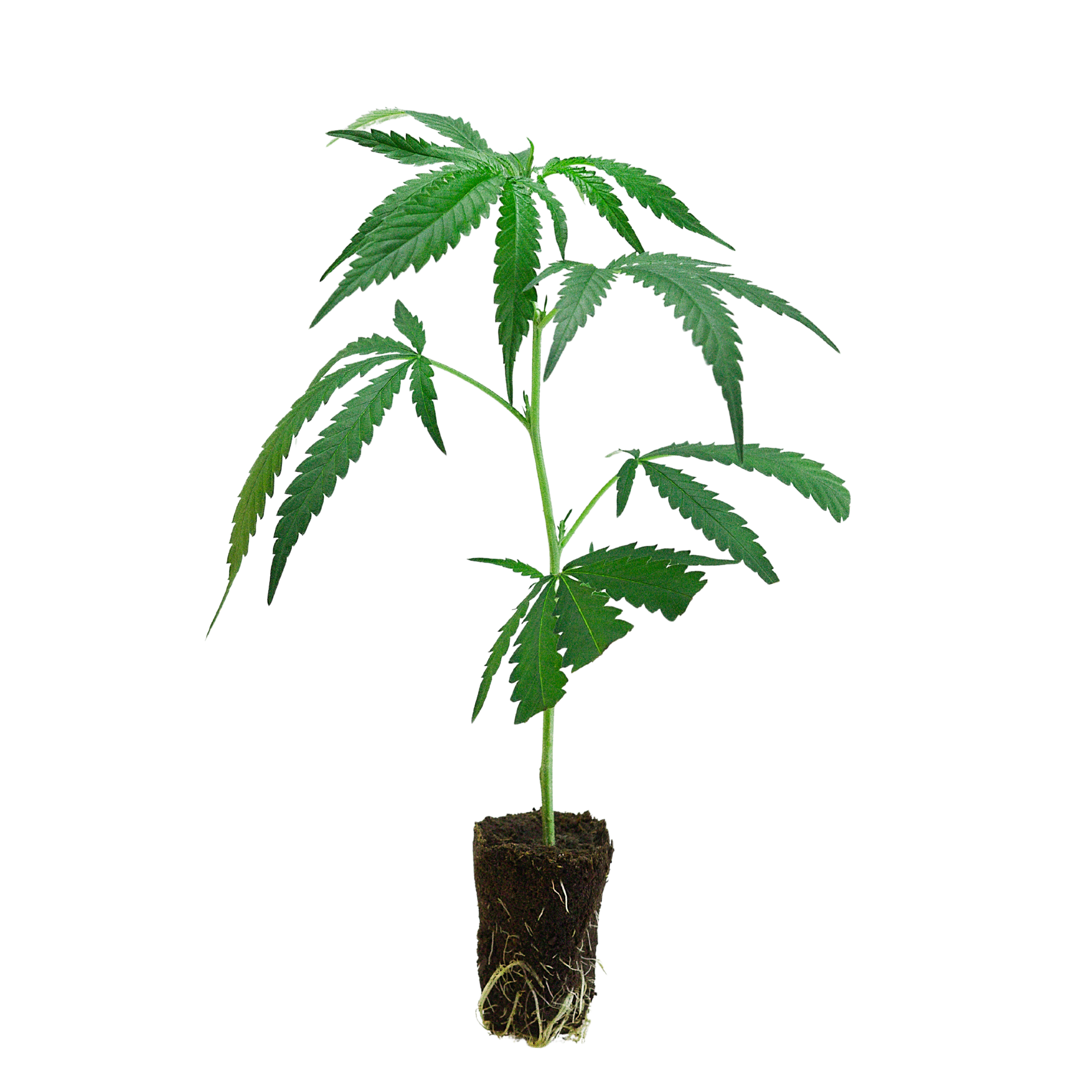 Cannabis Stecklinge Onlineshop