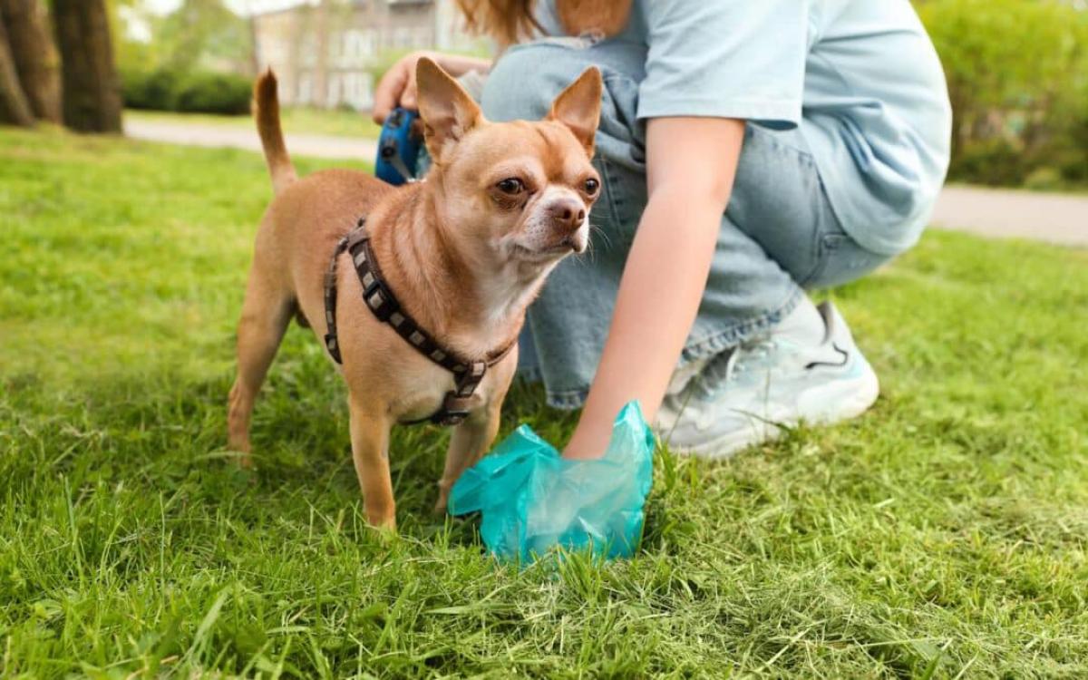 Reliable Dog Waste Removal Dallas Services By Hooper Pooper Scooper | Author Hooperpooper | Sociomix
