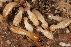 Pest Control Kolkata | Safe & Affordable Pest Control Services | 20% Off Termite Treatment & Cockroach Pest Control