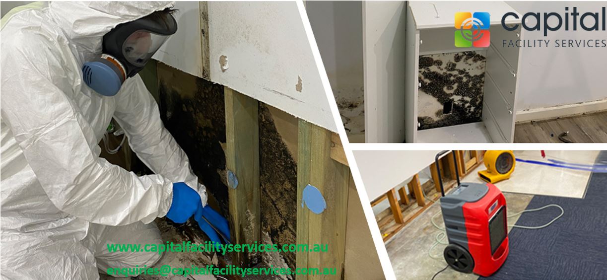 Why the expert mould service is crucial for safeguarding buildings
