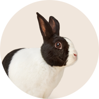 Small Pet Supplies and Accessories | Pets For Homes