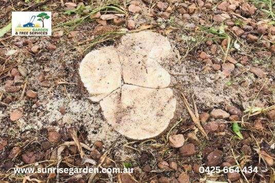 Best Tree Removal in Adelaide SA — Trusted Experts Just a Call Away | by Sunrise Garden | Jun, 2025 | Medium