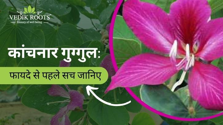 कांचनार गुग्गुल: फायदे से पहले सच जानिए