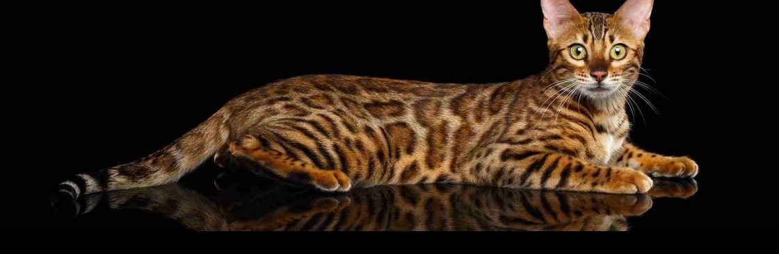 The Bengal Cats Cover Image