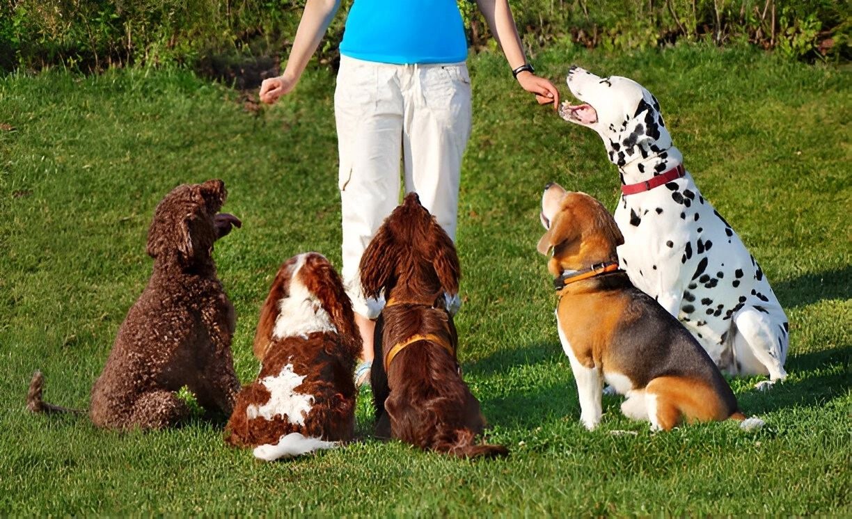 Think Your Dog Doesn't Need Daycare? Think Again!