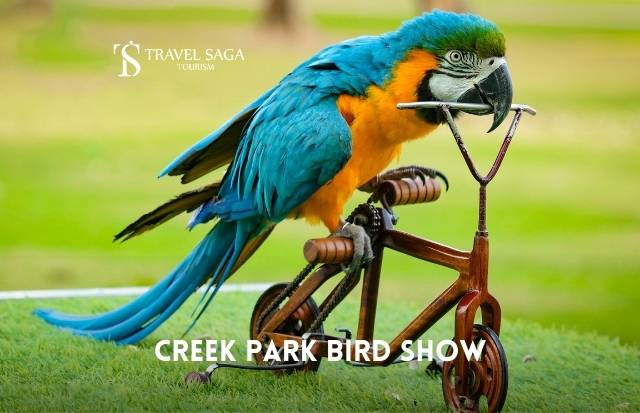 Bird show Dubai - Creek Park Bird Show Tickets Book With Travel Saga Tourism