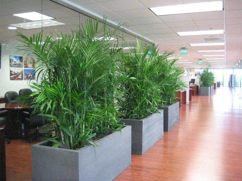 Elevate Your Space with Stunning Indoor Plants in Melbourne