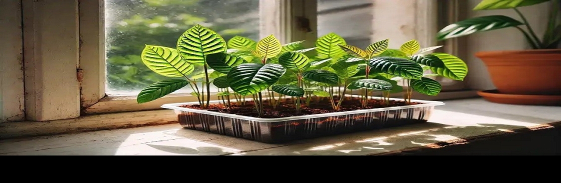 Arbos Kratom Cover Image